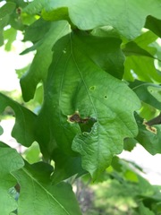 Japanagromyza viridula