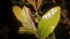 Tarachomantis