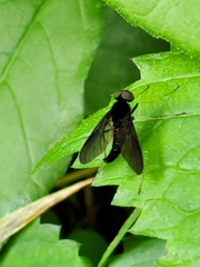 Chrysopilus velutinus