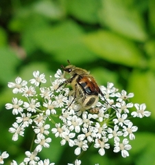 Trichiotinus piger
