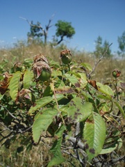 Rosa marginata