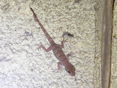 Mediodactylus russowii
