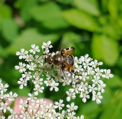 Trichiotinus piger