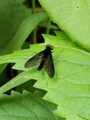 Chrysopilus velutinus