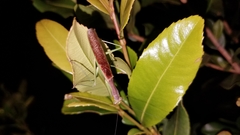 Tarachomantis