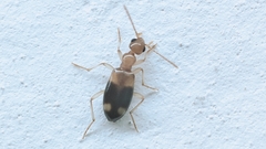 Stricticomus tobias