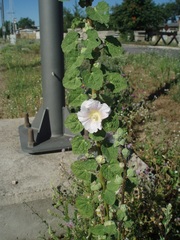 Alcea biennis
