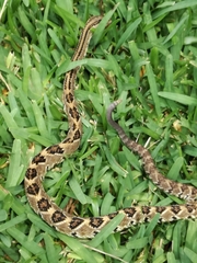 Crotalus ehecatl