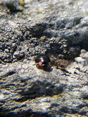 Hyperaspis bigeminata