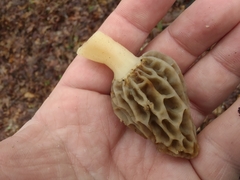 Morchella diminutiva