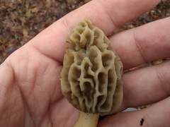 Morchella diminutiva