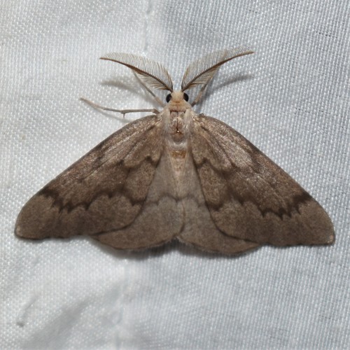 Pine Conelet Looper Moth photo 5