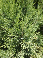 Juniperus excelsa