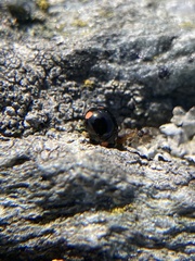 Hyperaspis bigeminata