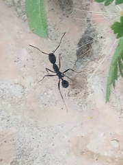 Aphaenogaster senilis