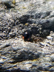 Hyperaspis bigeminata