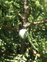 Juniperus excelsa