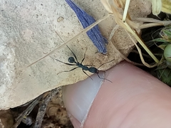 Aphaenogaster senilis