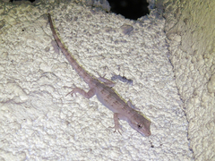 Mediodactylus russowii