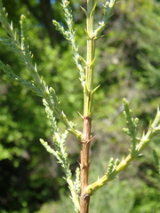 Juniperus excelsa