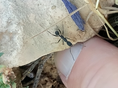 Aphaenogaster senilis