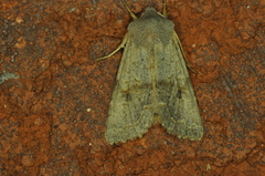 Orthosia revicta