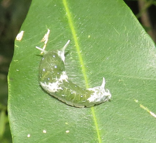 Mocker Swallowtail