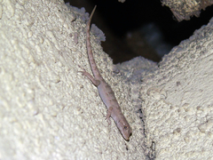 Mediodactylus russowii