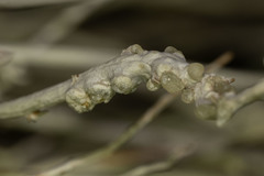 Rhopalomyia glutinosa