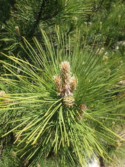 Pinus brutia pityusa