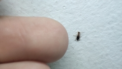 Stricticomus tobias