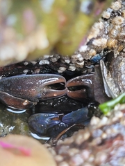 Petrolisthes cinctipes