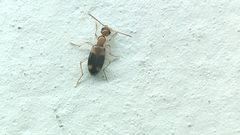 Stricticomus tobias