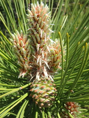 Pinus brutia pityusa