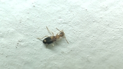 Stricticomus tobias