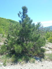 Pinus brutia pityusa