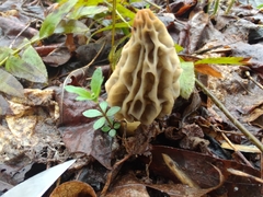 Morchella diminutiva
