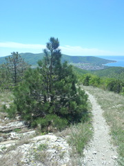 Pinus brutia pityusa