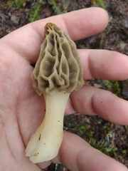 Morchella diminutiva