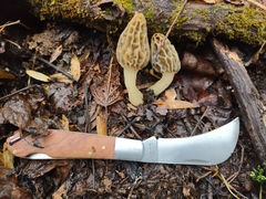 Morchella diminutiva