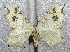 Macaria promiscuata