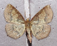 Metarranthis angularia