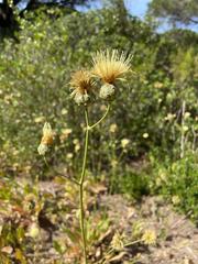 Rhaponticoides africana