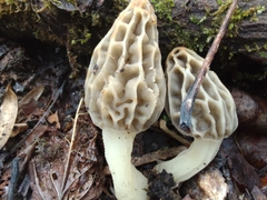 Morchella diminutiva