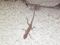 Mediodactylus russowii