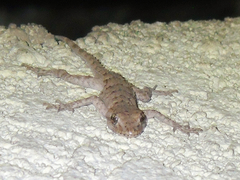 Mediodactylus russowii