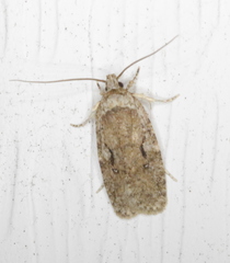 Agonopterix curvilineella