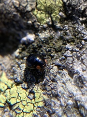 Hyperaspis bigeminata