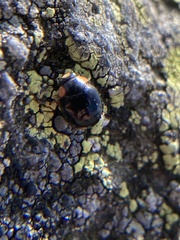 Hyperaspis bigeminata