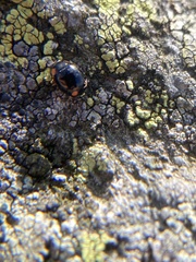 Hyperaspis bigeminata